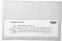 Rhizomorpha subterranea image